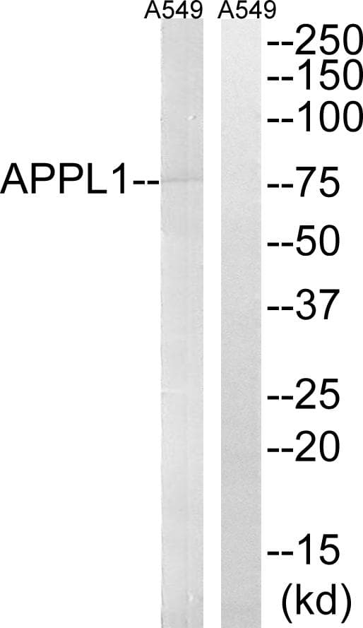 APPL1 / APPL Antibody