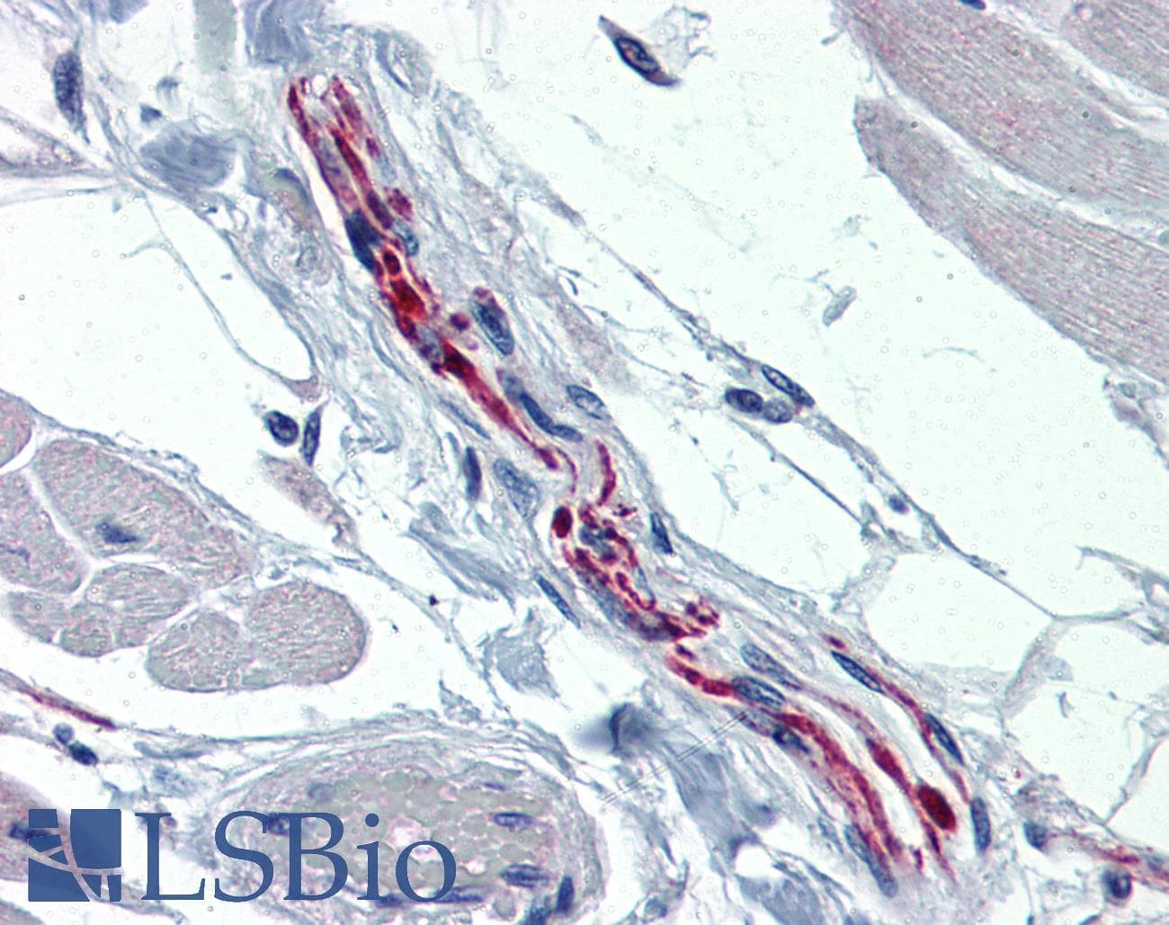 PathPlus™ TH / Tyrosine Hydroxylase Antibody