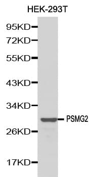 Polyclonal Rabbit anti-Human TNFSF5IP1 / CLAST3 Antibody (IHC, WB)