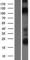 Human Kv10.1 / KCNH1 Protein (Over-Expression Lysate Myc-DDK (Flag))