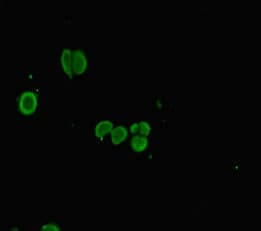 Polyclonal Rabbit anti-Human PLAC8 Antibody (IHC, IF)