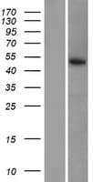 SERGEF Protein (Over-Expression Lysate Myc-DDK (Flag))