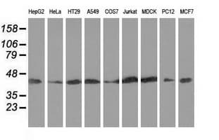 DNAJA2 Antibody (clone OTI3A10)
