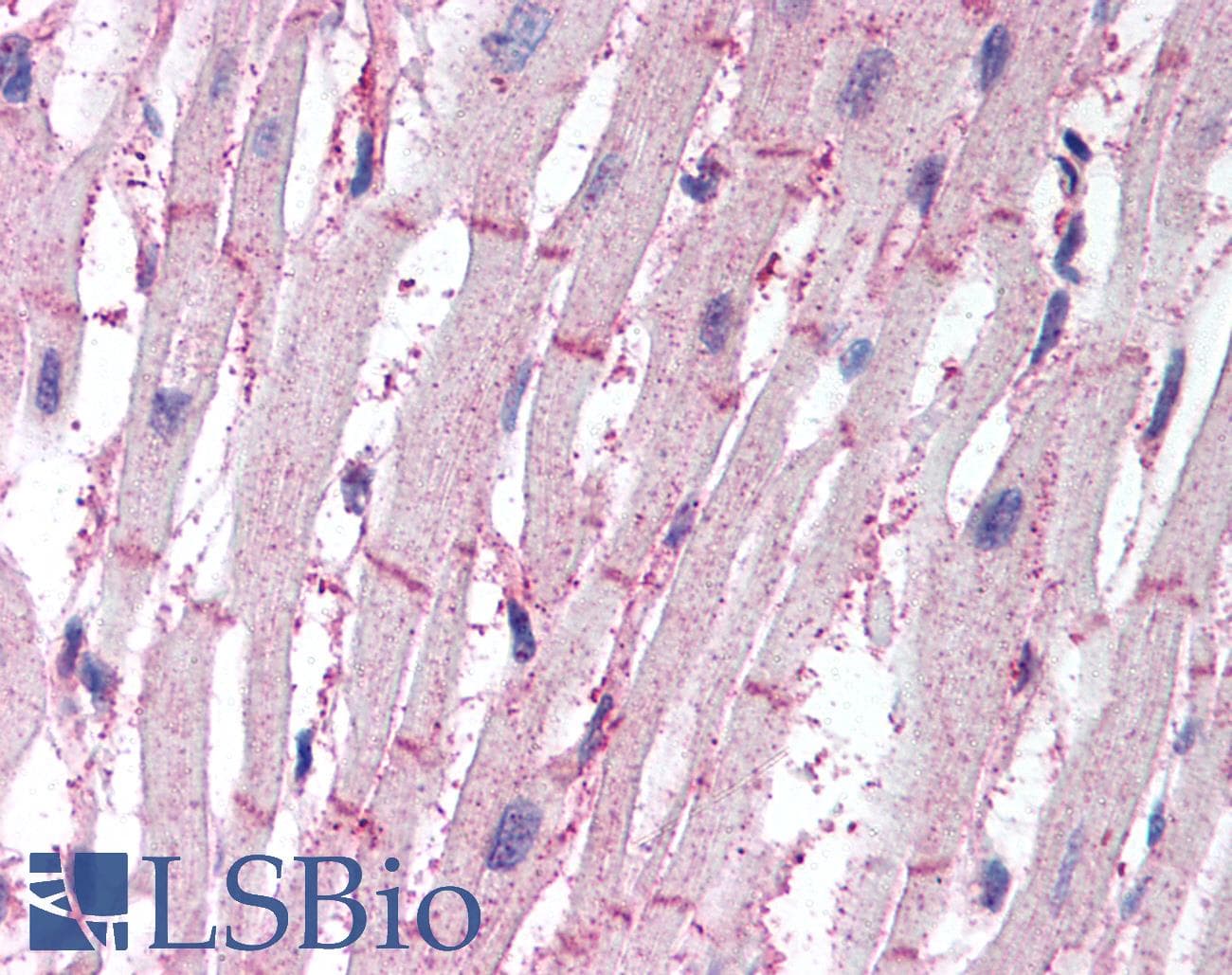 IHC-plus™ APG4B / ATG4B Antibody