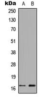 Polyclonal Rabbit anti-Human Histone H3 Antibody (N-Terminus, IHC, IF, WB)