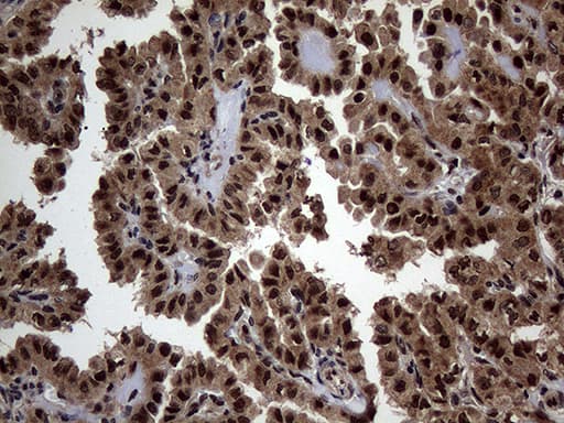 SSU72 Antibody (clone OTI5A1, Carrier-free)