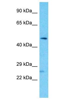 FAM155A Antibody (aa254-303)