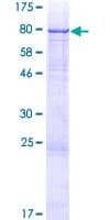 Human POMGNT2 / GTDC2 Protein (Recombinant GST)
