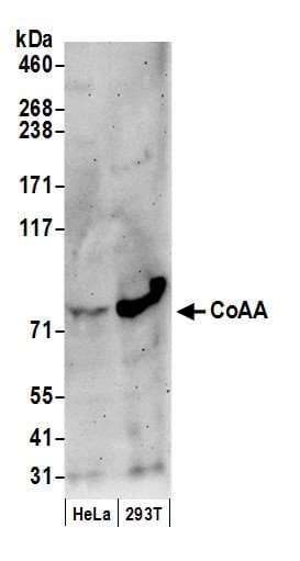 COAA / RBM14 Antibody (aa150-200)