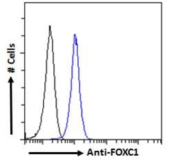 PathPlus™ FOXC1 Antibody (aa541-553)