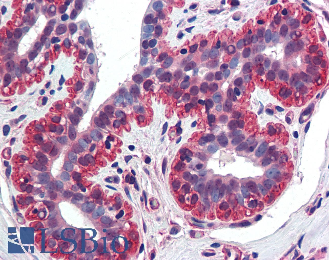 IHC-plus™ TNFSF13 / APRIL Antibody (aa1-17)