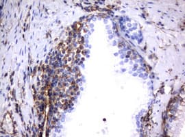 Vimentin Antibody (clone OTI1A9)