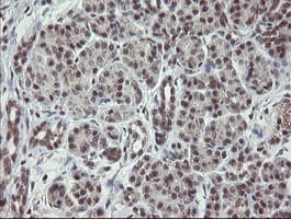 GORAB / SCYL1BP1 Antibody (aa35-394, clone OTI4F11, Carrier-free)