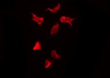 OR13H1 Antibody