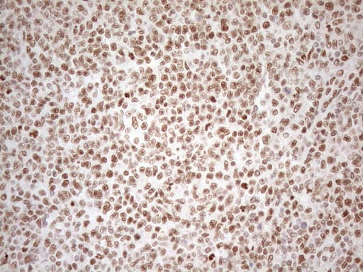 RGL2 Antibody (aa547-777, clone OTI10F2, Carrier-free)