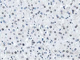 Dipeptidyl Peptidase 3 / DPP3 Antibody (clone OTI2D9)