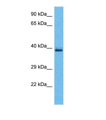 OR5H2 Antibody (C-Terminus)