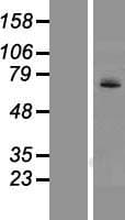 UGT1A4 Protein (Over-Expression Lysate Myc-DDK (Flag))