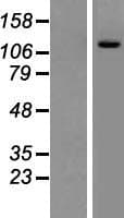 PIK3CD / PI3K Delta Protein (Over-Expression Lysate Myc-DDK (Flag))