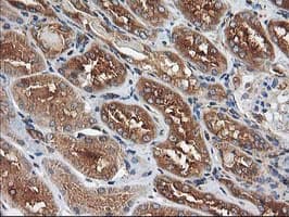 HARS2 Antibody (clone OTI3F1)
