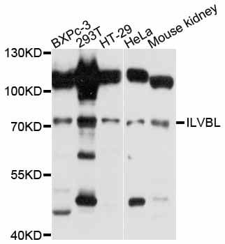 ILVBL Antibody