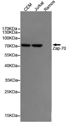 ZAP70 Antibody