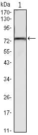 KLHL22 Antibody (clone 7B10)