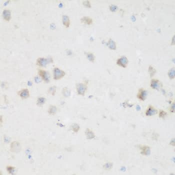 NFU1 Antibody