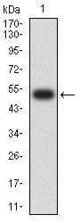 CAPN1 / Calpain 1 Antibody (clone 1E6G9)