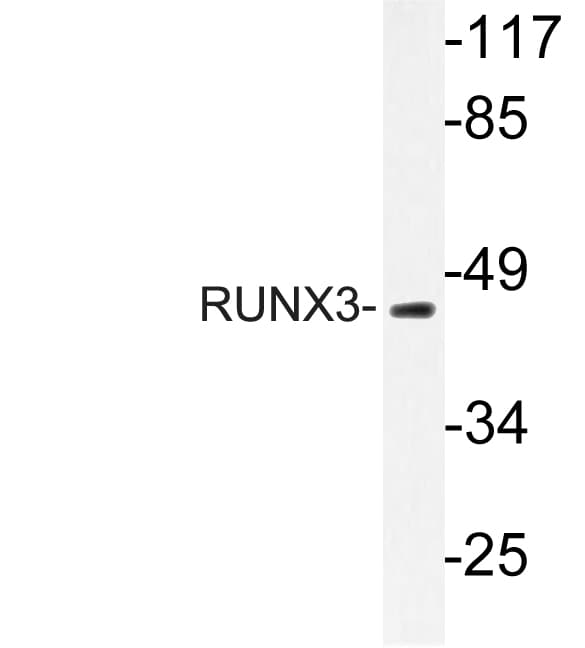 Polyclonal Rabbit anti-Human RUNX3 Antibody (Arg182, WB)