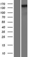 HEG1 Protein (Over-Expression Lysate Myc-DDK (Flag))