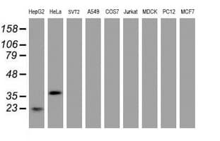 Monoclonal Mouse anti-Human JUN / c-Jun Antibody (clone OTI9F5, IHC, WB)