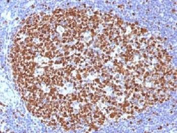 MCM7 Antibody (clone MCM7/1466, Azide-free, BSA-free)