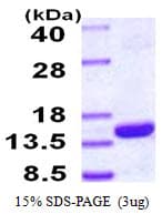 Human PSMG4 Protein (Recombinant His)