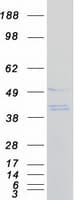 Human SAC3D1 Protein (Recombinant Myc-DDK (Flag))