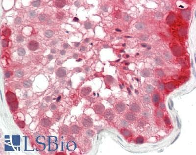 IHC-plus™ BAG6 / G3 / Scythe Antibody (aa200-250)