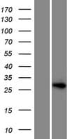 Human HOXD12 Protein (Over-Expression Lysate Myc-DDK (Flag))