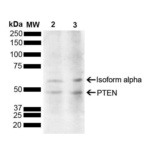 PTEN Antibody (Biotin)