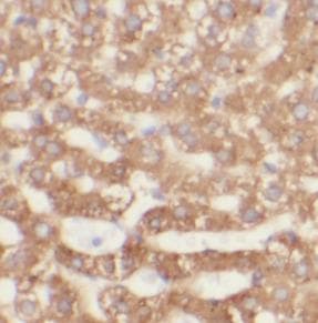 Monoclonal Mouse anti-Human PDI / P4HB Antibody (IHC, WB)