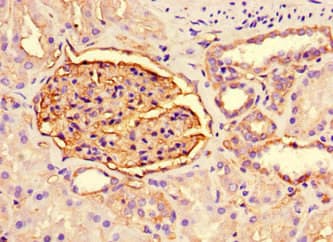 PODXL / Podocalyxin Antibody (clone 4D2G7)