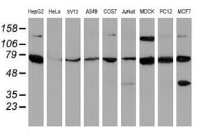 SCFD1 / SLY1 Antibody (clone OTI5G4)