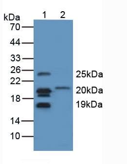 MBP / Myelin Basic Protein Antibody (aa220-301)