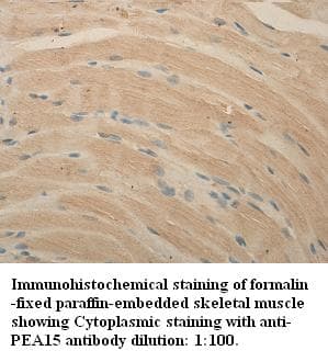 PEA15 / PEA-15 Antibody (C-Terminus)