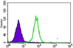 MRPL42 / MRPS32 Antibody (Amino Acid: 142-203, clone 3H6G11)