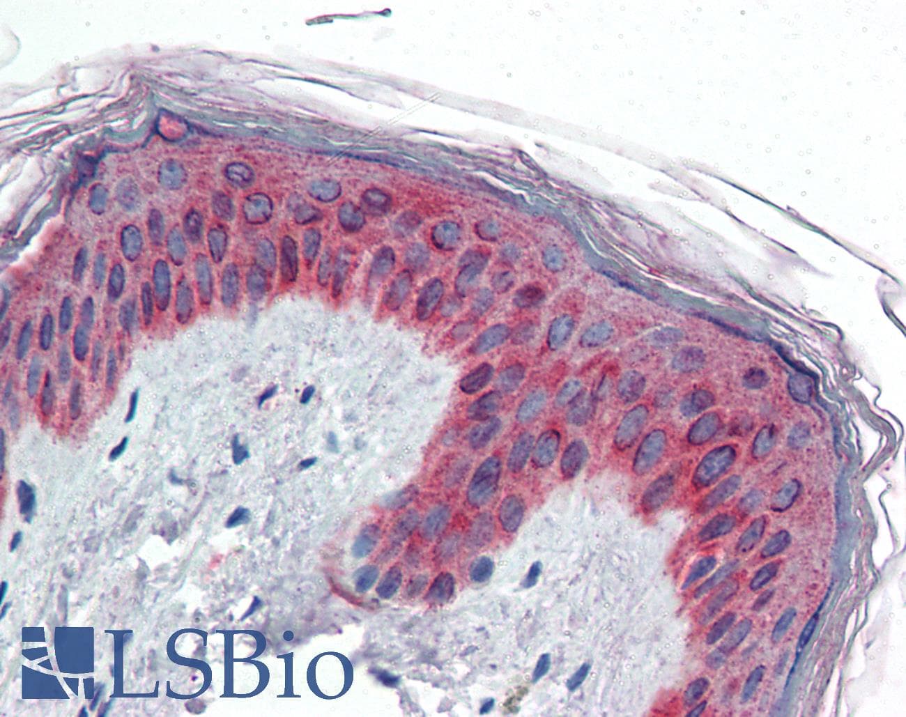 IHC-plus™ Polyclonal Goat anti-Human VAV3 Antibody (aa567-578, IHC, WB)