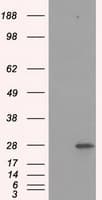 PSMA7 Antibody (clone OTI5E3)