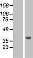 TMEM120B Protein (Over-Expression Lysate Myc-DDK (Flag))