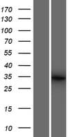 BTBD19 Protein (Over-Expression Lysate Myc-DDK (Flag))