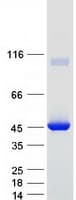 Human PIPOX / Sarcosine Oxidase Protein (Recombinant Myc-DDK (Flag))
