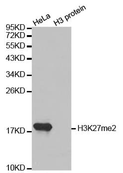 Histone H3 Antibody (Dimethyl-Lys27)